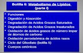Bolilla 6: Metabolismo de Lípidos (parte I) Funciones Digestión y Absorción Degradación de Acidos Grasos Saturados Degradación de Acidos Grasos Insaturados.