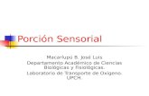 Porción Sensorial Macarlupú B. José Luis Departamento Académico de Ciencias Biológicas y Fisiológicas. Laboratorio de Transporte de Oxigeno. UPCH.