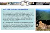 El Área de Conservación Guanacaste Es excepcional no solo en cuanto a su riqueza biológica y paisajística y su importante valor histórico- cultural; sino.