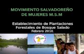 Establecimiento de Plantaciones Forestales de Bosque Salado Febrero 2010.