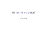 El reino vegetal Plantae. Clasificación Los vegetales pueden clasificarse en vasculares y no vasculares o celulares. Los vasculares tienen sistemas.
