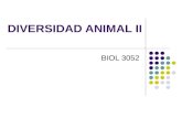 DIVERSIDAD ANIMAL II BIOL 3052. PHYLUM MOLLUSCA Características generales Hay cuatro características que distinguen a un molusco de otro animal: CONCHA: