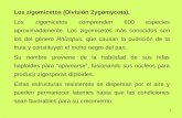 1 Los zigomicetos (División Zygomycota). Los zigomicetos comprenden 600 especies aproximadamente. Los zigomicetos más conocidos son los del género Rhizopus,
