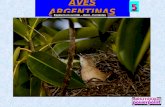 AVES ARGENTINAS 5 Espinero en su nido – Iberá - Corrientes.