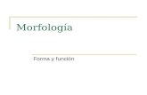 Morfología Forma y función. Formas Sustantivos Pronombres Adjetivos Verbos Determinantes.