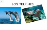 LOS DELFINES Cuales son sus características Los delfines son animales mamíferos que viven en medios acuáticos. Los delfines pertenecen a la familia de.