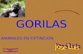GORILAS ANIMALES EN EXTINCION Los gorilas se desplazan generalmente en cuatro patas. Sus extremidades anteriores son más alargadas que las posteriores.