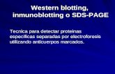 Western blotting, inmunoblotting o SDS-PAGE Tecnica para detectar proteinas especificas separadas por electroforesis utilizando anticuerpos marcados.
