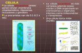 CELULA La célula eucarióticaes más compleja además posee núcleo y DNA organizado en cromosomas y orgánulos internos como mitocondrias y cloroplastos La.