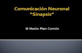 III Medio Plan Común. Sinapsis : zona especializada de contacto entre las neuronas donde tiene lugar la transmisión de la información (impulso nervioso).