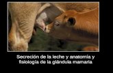Secreción de la leche y anatomía y fisiología de la glándula mamaria.
