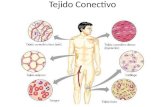Tejido Conectivo. Tejido conectivo o conjuntivo Su función principal es sostener y unir los tejidos. Casi todo órgano del cuerpo tiene un armazón de tejido.