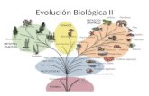 Evolución Biológica II. EVOLUCIÓN BIOLÓGICA Transformación gradual, y progresiva, de formas de vida primitivas en otras más diferenciadas y complejas.