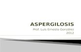 Prof. Luis Ernesto González 2012.  Micosis de animales y seres humanos, causadas por hongos oportunistas del género Aspergillus, en especial A. fumigatus,