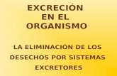 EXCRECIÓN EN EL ORGANISMO LA ELIMINACIÓN DE LOS DESECHOS POR SISTEMAS EXCRETORES.