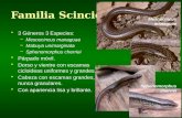 Familia Scincidae 3 Géneros 3 Especies: –Mesoscincus managuae –Mabuya unimarginata –Sphenomorphus cherriei Párpado móvil. Dorso y vientre con escamas cicloideas.