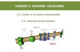 3.1. Unión a la matriz extracelular 3.2. Uniones entre células. UNIDAD 3. UNIONES CELULARES.