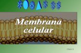 Clase 5. Estructura de la Membrana Celular El grosor de la membrana es de 7.5 a 10 nanómetros (nm).El grosor de la membrana es de 7.5 a 10 nanómetros.