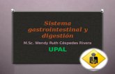 Sistema gastrointestinal y digestión M.Sc. Wendy Ruth Céspedes Rivera UPAL.