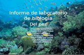 Informe de laboratorio de biología Del pez. ReinoTipoClaseOrdenFamilia Género y especie Nombre común Animalia Chordata - Craniata Actinoptery gii Perciforme.