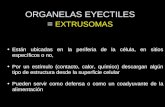 ORGANELAS EYECTILES = EXTRUSOMAS Están ubicadas en la periferia de la célula, en sitios específicos o no, Por un estímulo (contacto, calor, químico) descargan.