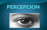CONCEPTO Proviene del termino latino perceptio que se refiere a la acción y efecto de percibir. Los primeros estudios científicos sobre percepción no.
