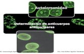 Autoinmunidad Determinación de anticuerpos antinucleares 1065. Inmunología Aplicada.Enseñanza Experimental Dra. Ana Esther Aguilar Cárdenas.