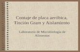 Contaje de placa aeróbica, Tinción Gram y Aislamiento Laboratorio de Microbiología de Alimentos.