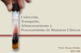 Colección, Transporte, Almacenamiento y Procesamiento de Muestras Clínicas Prof. Mayra Rolón BIO 408.