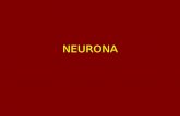 NEURONA. Tipos de neuronas según su función Tipos de neuronas según su estructura.