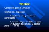 TRIGO Cereal del genero Triticum Existen dos especies: T. aestivum : trigo harinero panificable T. durum : trigos cristalinos, para producción de sémolas.