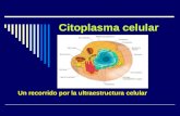 Citoplasma celular Un recorrido por la ultraestructura celular.