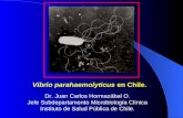 Vibrio parahaemolyticus en Chile. Dr. Juan Carlos Hormazábal O. Jefe Subdepartamento Microbiología Clínica Instituto de Salud Pública de Chile.