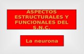 ASPECTOS ESTRUCTURALES Y FUNCIONALES DEL S.N.C. La neurona.