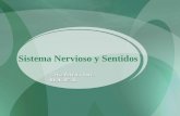 Sistema Nervioso y Sentidos Tirtsa Porrata-Doria BIOL 3052L.