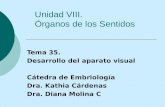 Unidad VIII. Órganos de los Sentidos Tema 35. Desarrollo del aparato visual Cátedra de Embriología Dra. Kathia Cárdenas Dra. Diana Molina C.