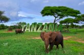 (DEJARLO CORRER SOLO) Parque Nacional de Tarangire es la sexta más grande parque nacional en Tanzania después de Ruaha, Serengeti, Mikumi, Katavi y Mkomazi.