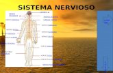 SISTEMA NERVIOSO NERVIO CRANEALES NERVIO FEMORAL NERVIO TIBIAL POSTERIOR POSTERIOR TRONCO CEREBRAL CEREBRO NERVIO CIATICOCIATICO NERVIO PLANTAR EXTERNOEXTERNO.