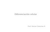 Diferenciación celular Prof. Héctor Cisternas R..