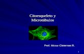 1 Citoesqueleto y Microtúbulos Prof. Héctor Cisternas R.