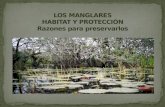 TABLA DE CONTENIDO Los manglares son ecosistemas mas completos Países megadiversos Convenio RAMSAR Pérdida de los manglares en el mundo México líder en.