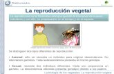 La biología de los vegetales: La reproducción vegetal La reproducción vegetal Imagen bajo licencia Creative Commons. Abeja, autor: JM Moreno SotoAbeja.