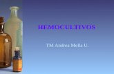 HEMOCULTIVOS TM Andrea Mella U.. Bacteremia y Fungemia Presencia de bacterias en el torrente sanguíneo La bacteremia y fungemia se producen cuando la.