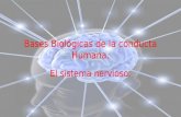 Bases Biológicas de la conducta Humana. El sistema nervioso.