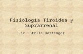 Fisiología Tiroidea y Suprarrenal Lic. Stella Hartinger.