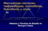 Marcadores celulares: radioisótopos, cromóforos, fluoróforos y otros Métodos y Técnicas de Estudio en Biología Celular.
