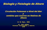 Circulación Pulmonar a Nivel del Mar y cambios que ocurren en Nativos de Altura 13 de Mayo, 2004 Dr. Raúl Gamboa Profesor Investigador y Emérito UPCH 13.