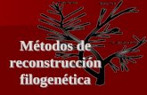 Métodos de reconstrucción filogenética. Evolución: descendencia con modificación Evolución: descendencia con modificación Tiempo Antepasado común humanos.