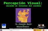 Dr. Alejandro Maiche Alejandro.Maiche@uab.es Laboratori de Percepció i Psicofisica, UAB  Percepción Visual: mirando al interior.