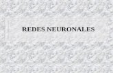 REDES NEURONALES. ¿Qué son las Redes Neuronales? n Modelos simplificados del sistema nervioso central n Están formadas por un elevado número de elementos.